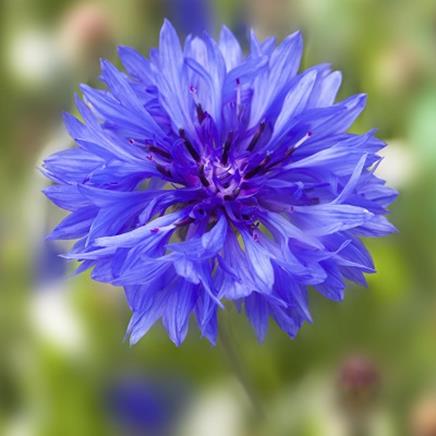 Natural active Cornflower